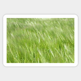 A crop of barley blowing in the breeze in a Yorkshire field Sticker